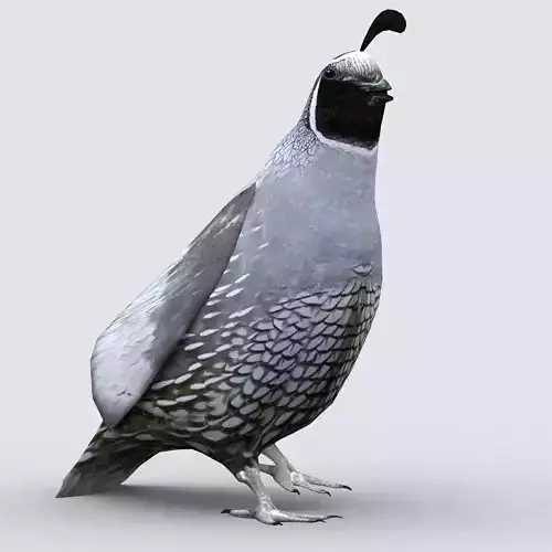 3DRT - Quail Low-poly 3D model