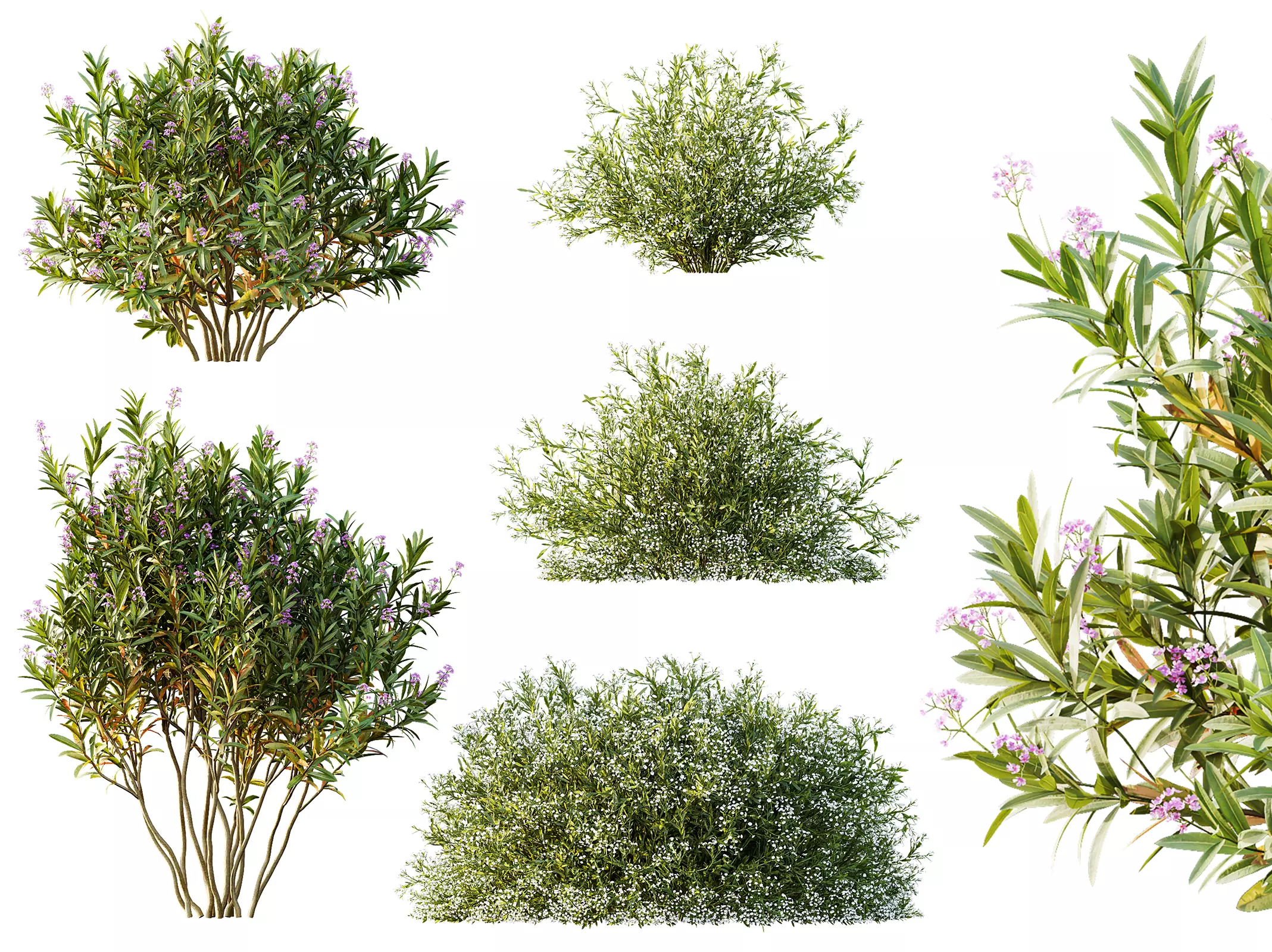 AV Nerium Rose Pink Gypsophila Paniculata Snowflake Breath 3D model