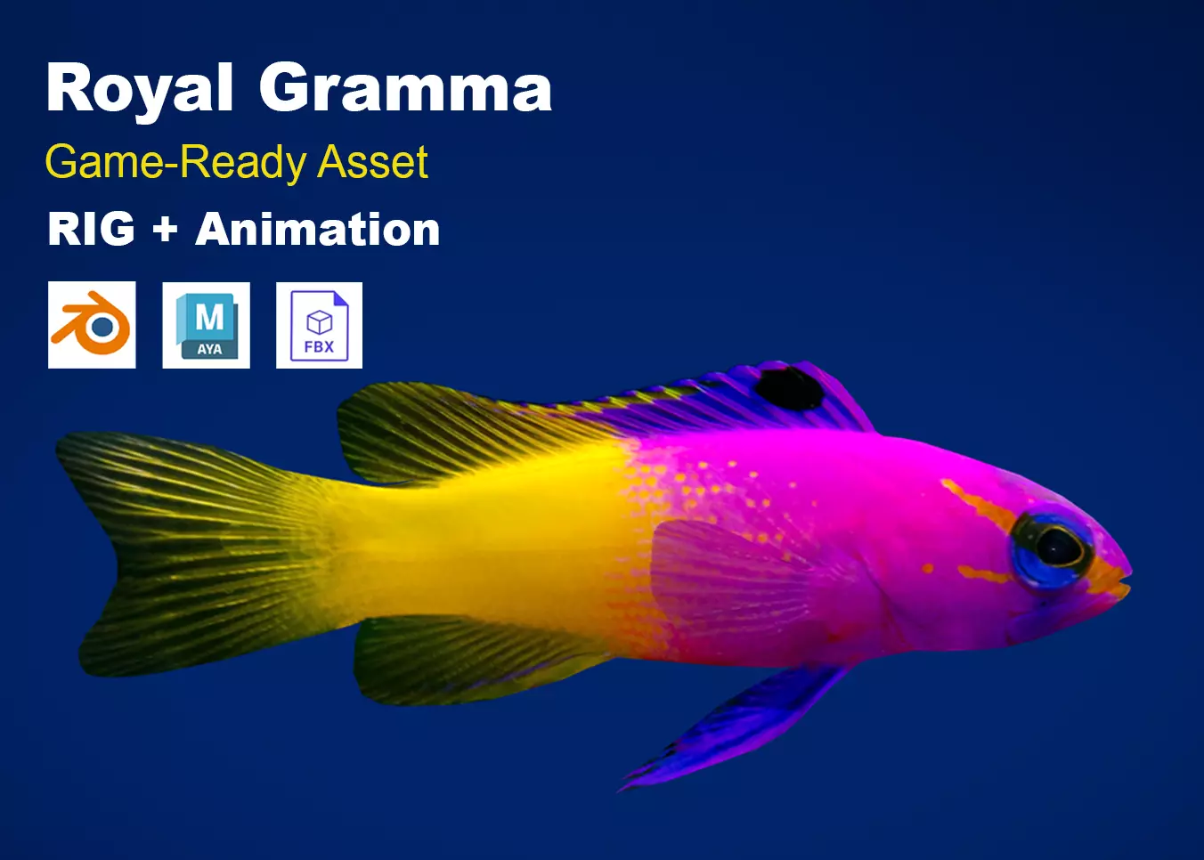 Realistic Royal Gramma Fish Animated Low-poly 3D model