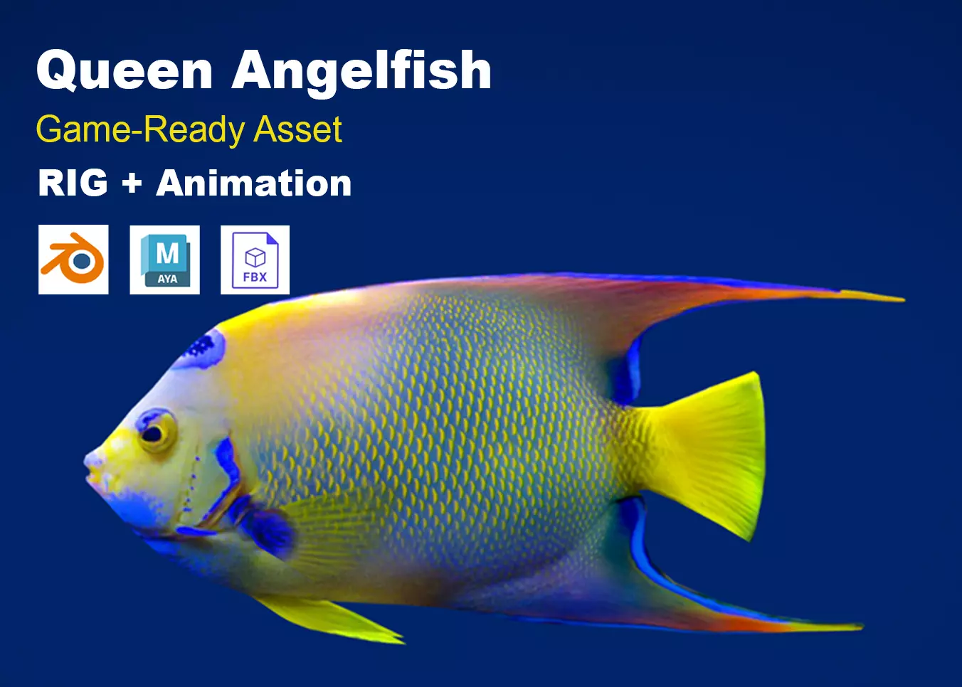 Realistic Queen Angelfish Animated Low-poly 3D model