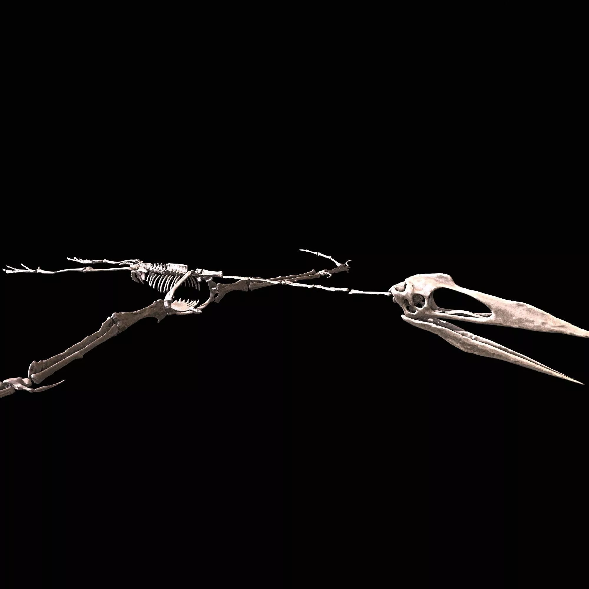 Phosphatodraco mauritanicus 3D print model