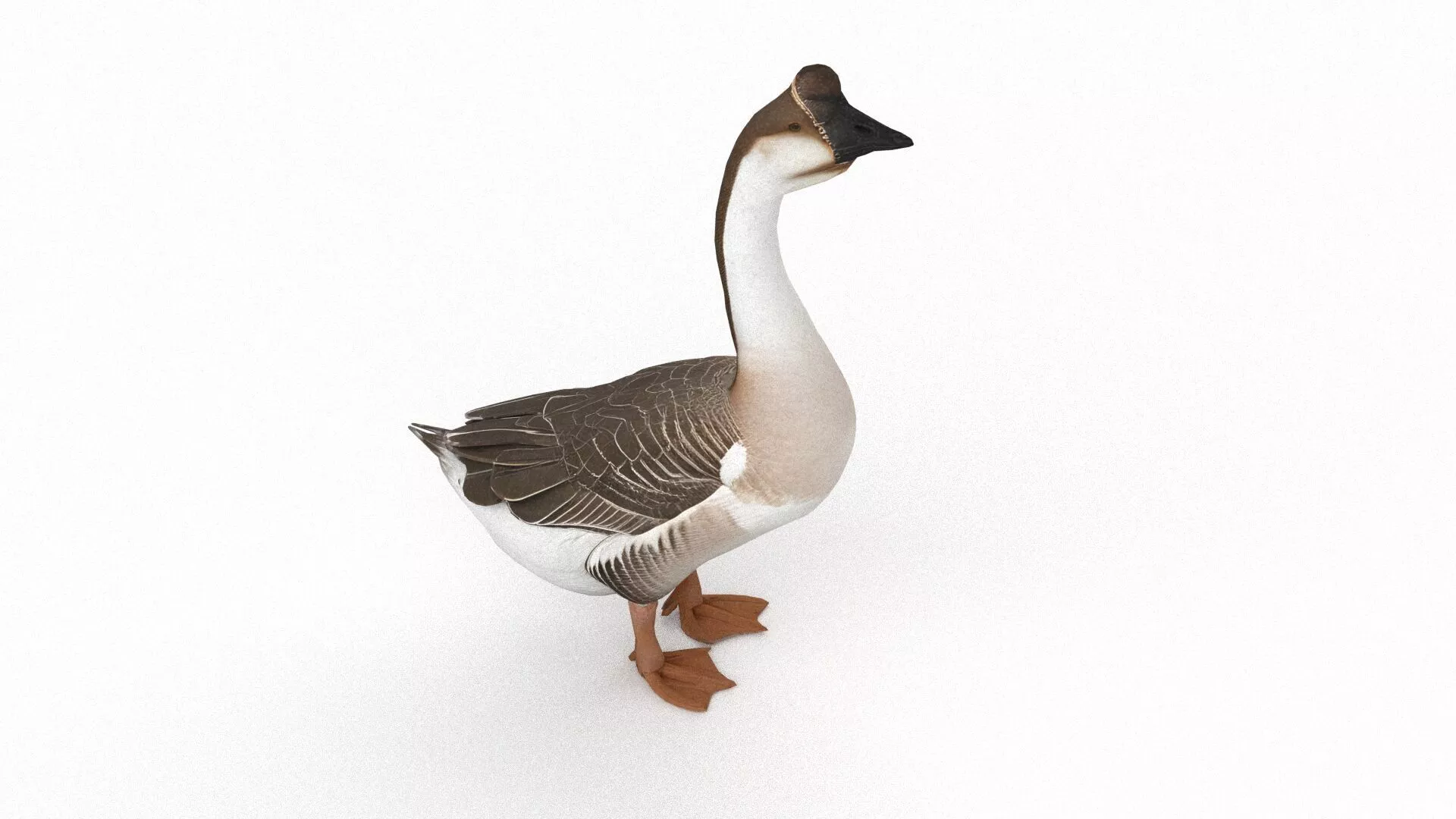 Lion-head goose Low-poly 3D model