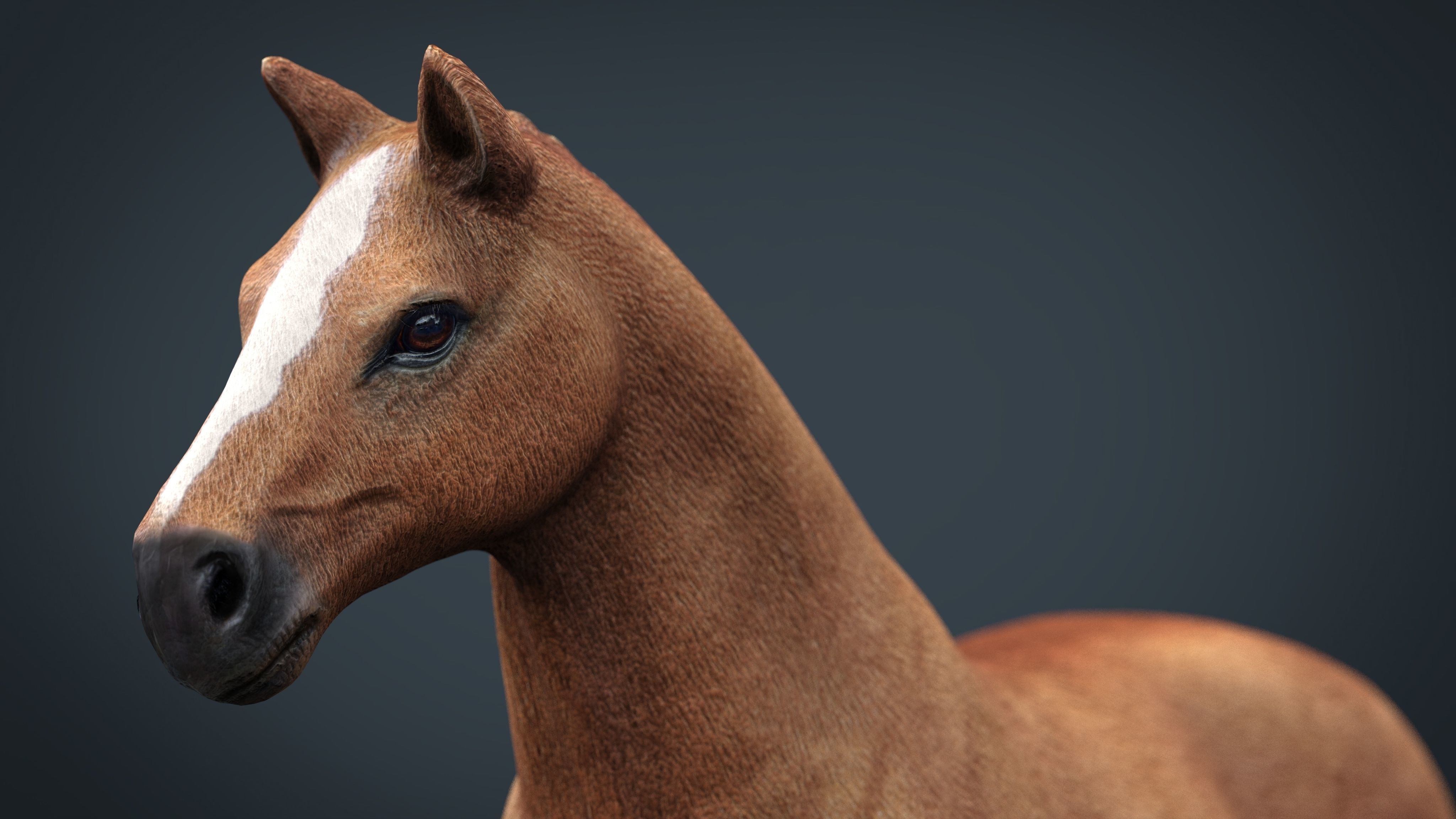 Realistic Horse Low-poly 3D model_2