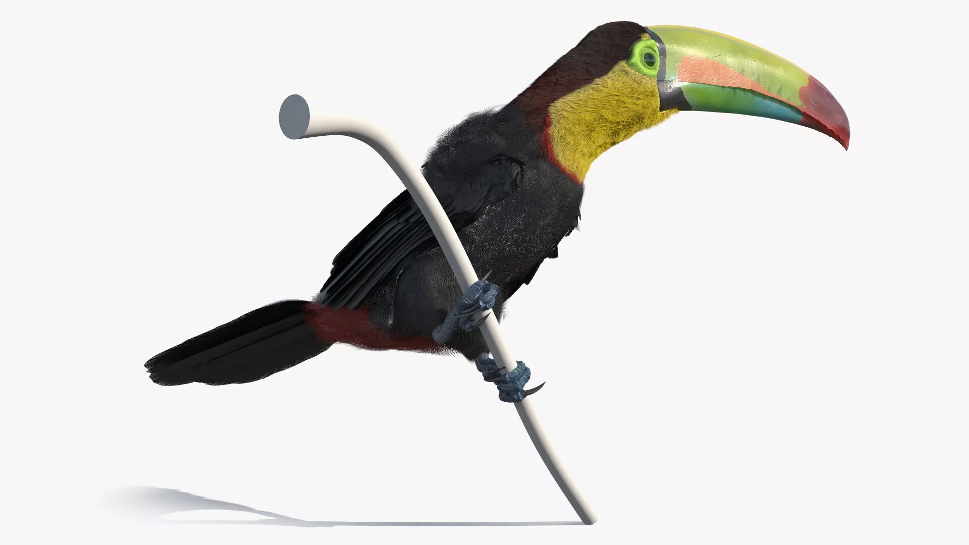 Keel Billed Toucan Perched on Branch Fur for Maya 3D model