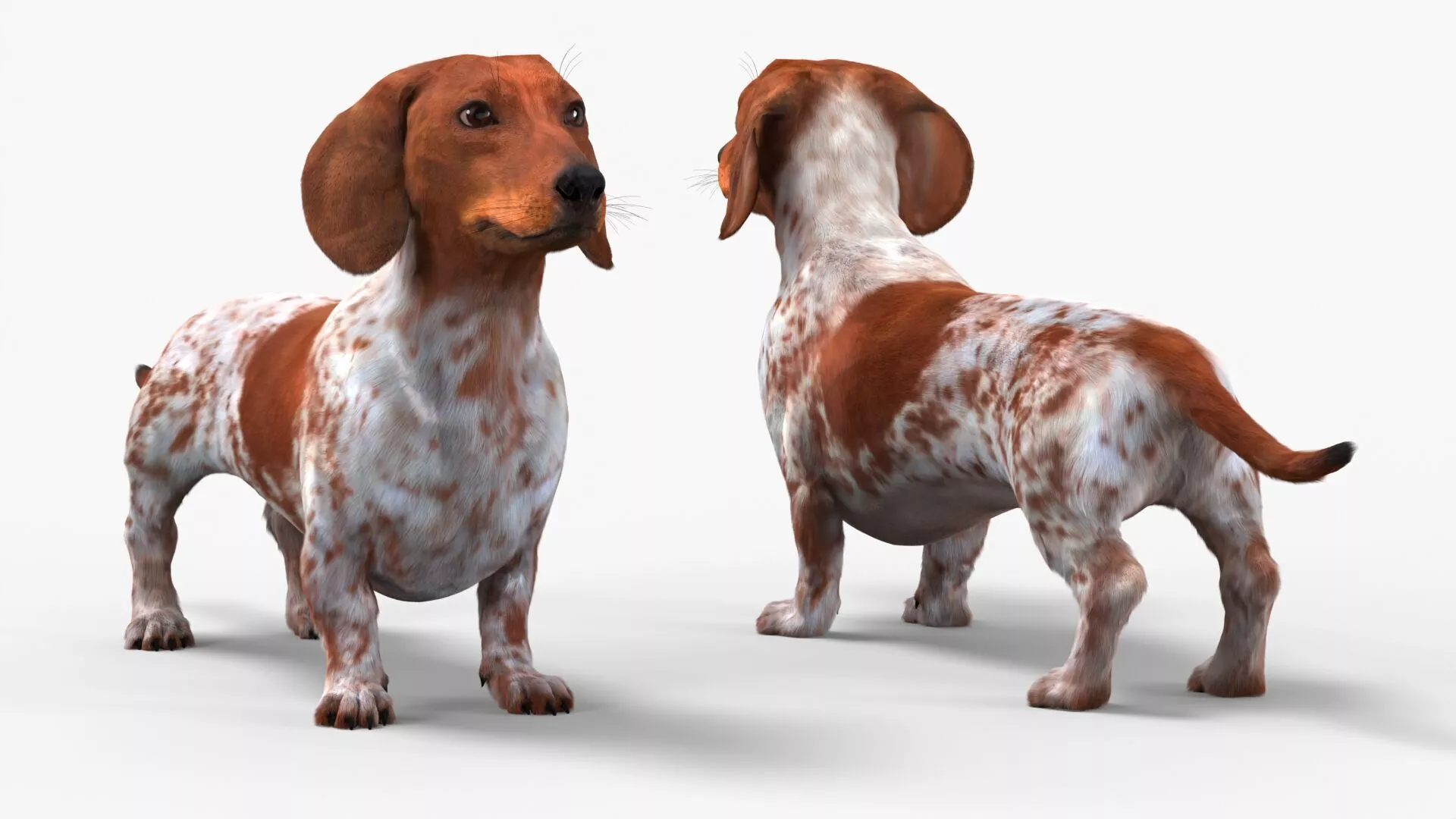 Dapple Dachshund Dog with Spotted Fur Rigged for Cinema 4D 3D model