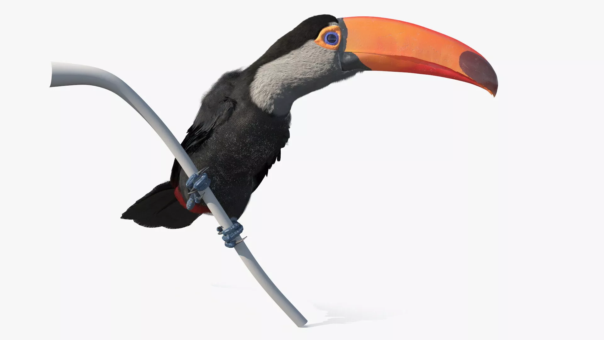 Toucan on Branch Fur for Cinema 4D 3D model