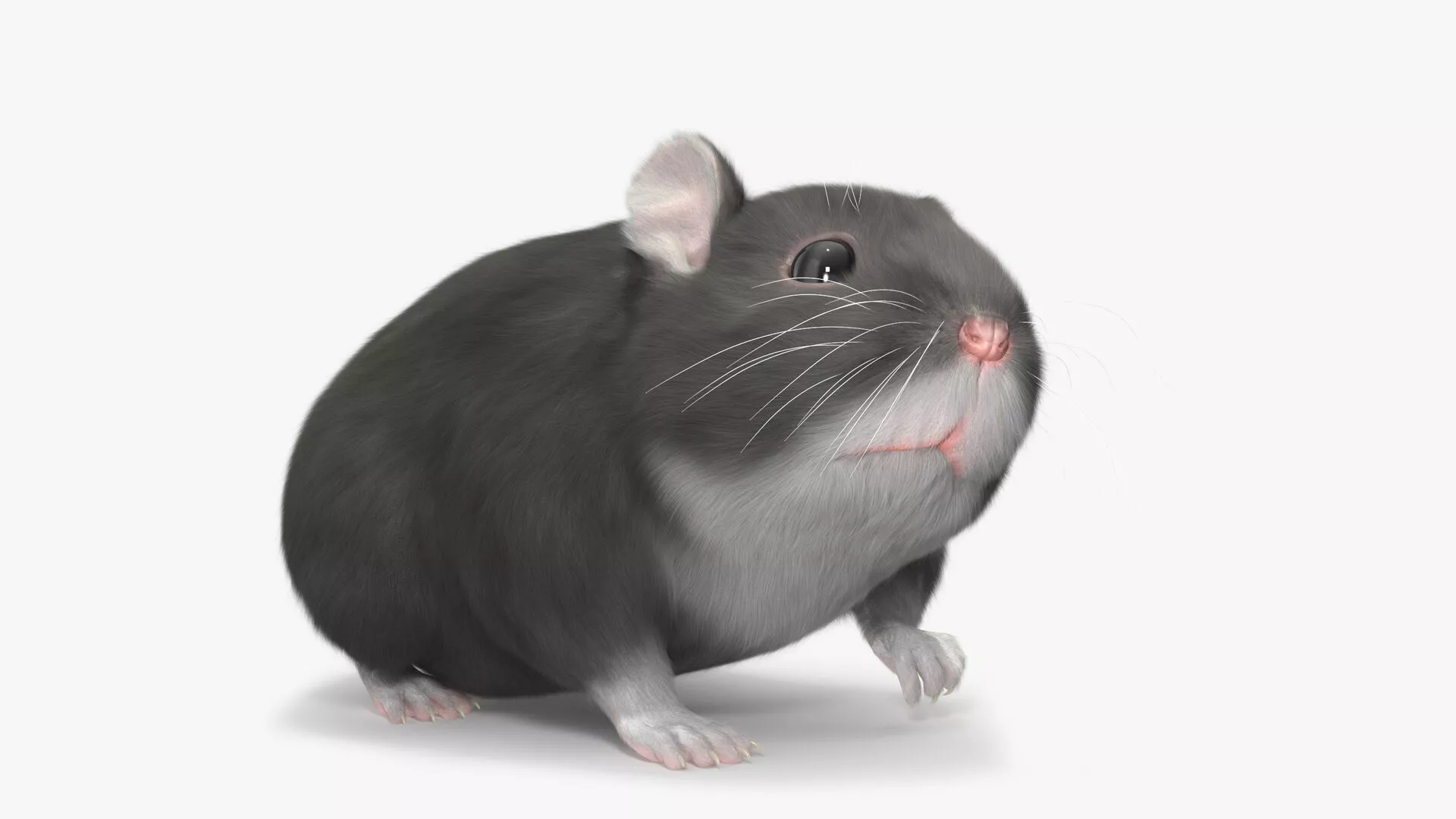 Dwarf Hamster Gray Fur Rigged for Maya 3D model