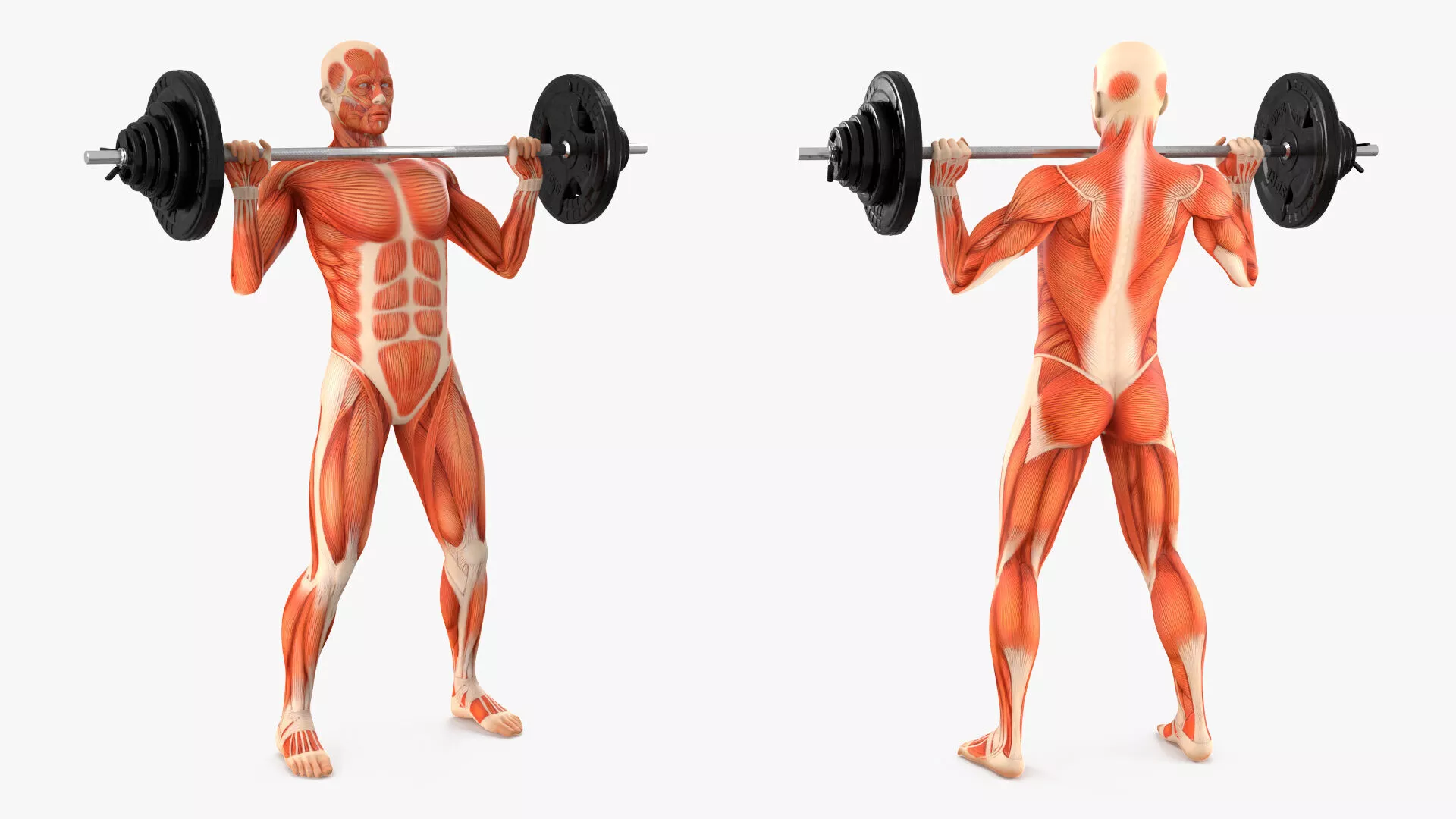 Anatomy Male Muscular System Shoulder Press Animated for Maya 3D model