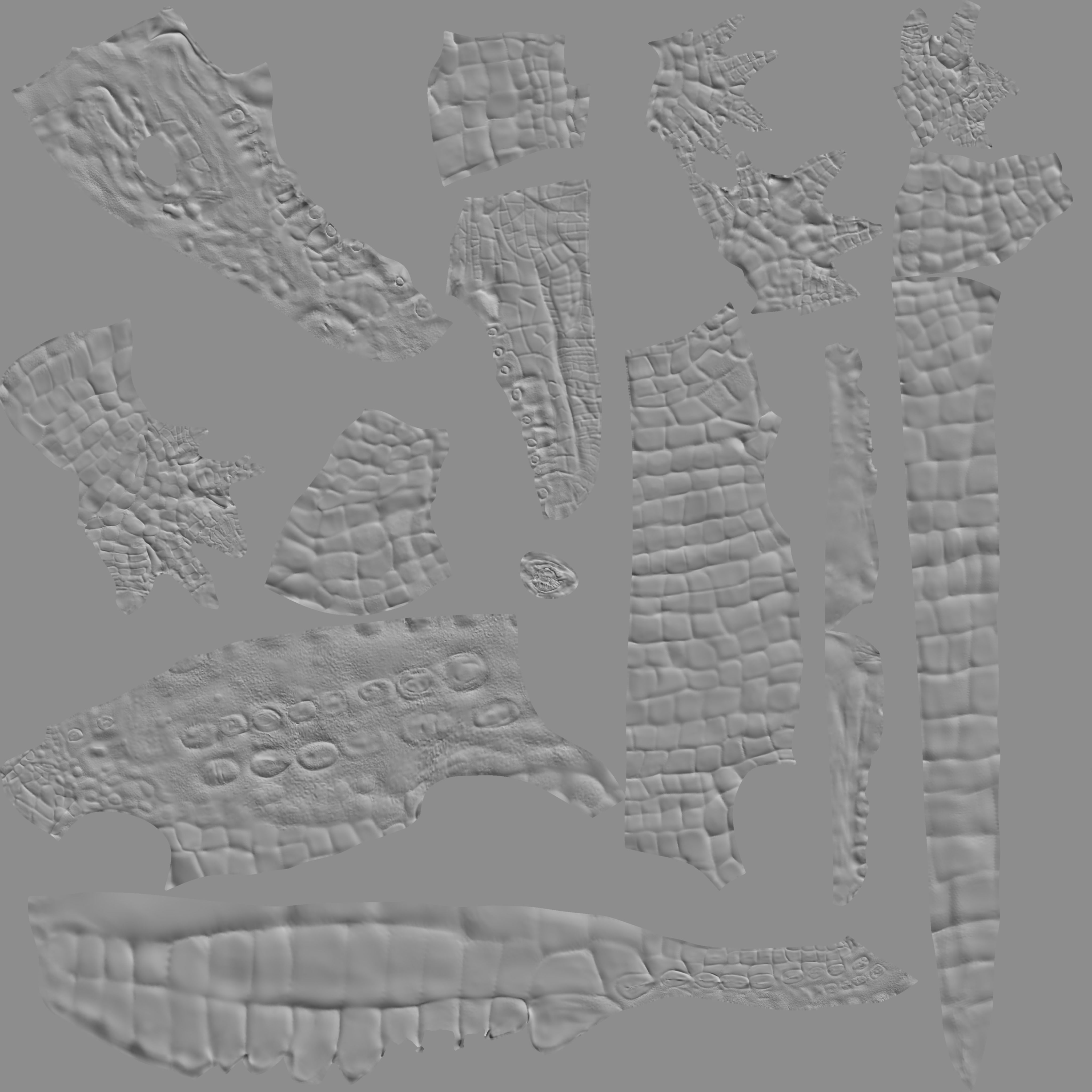 Low Poly Crocodile Low-poly 3D model_16