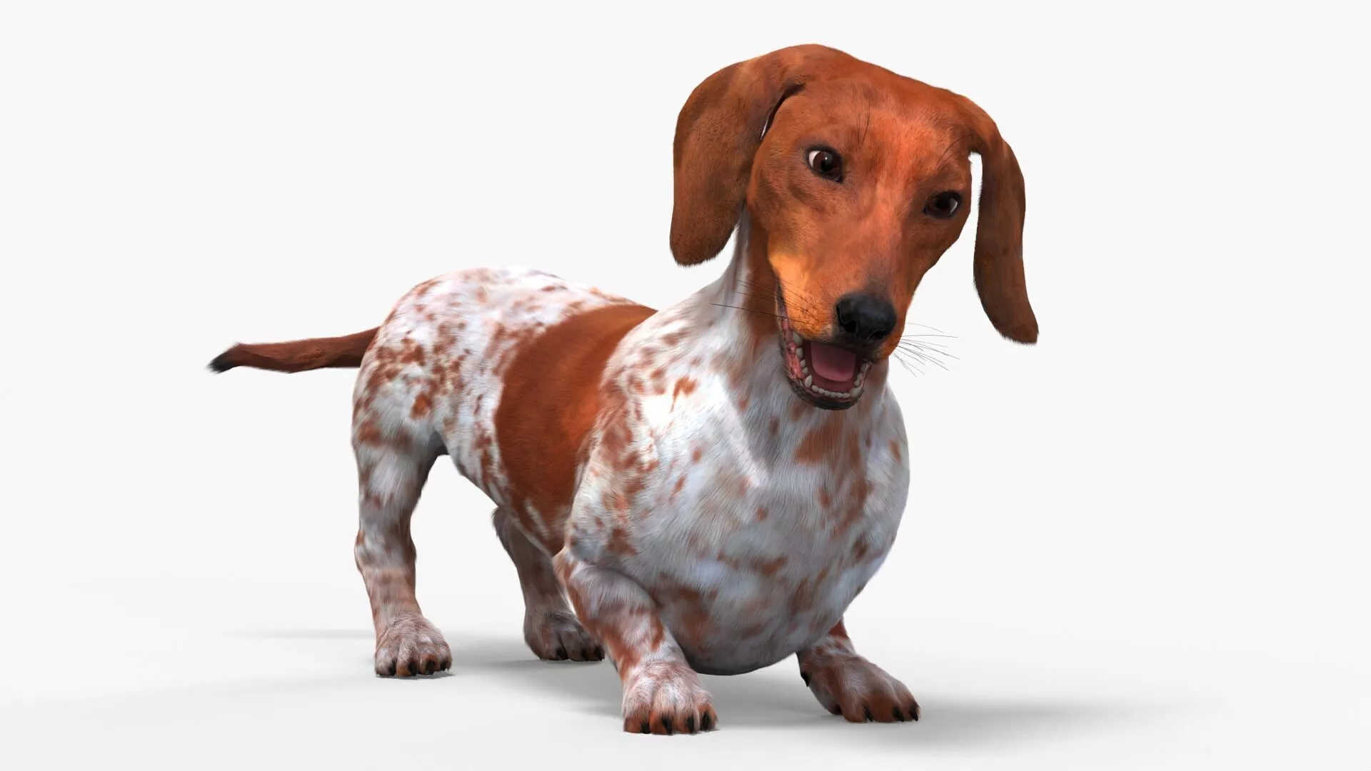 Dapple Dachshund Dog with Spotted Fur Rigged for Maya 3D model