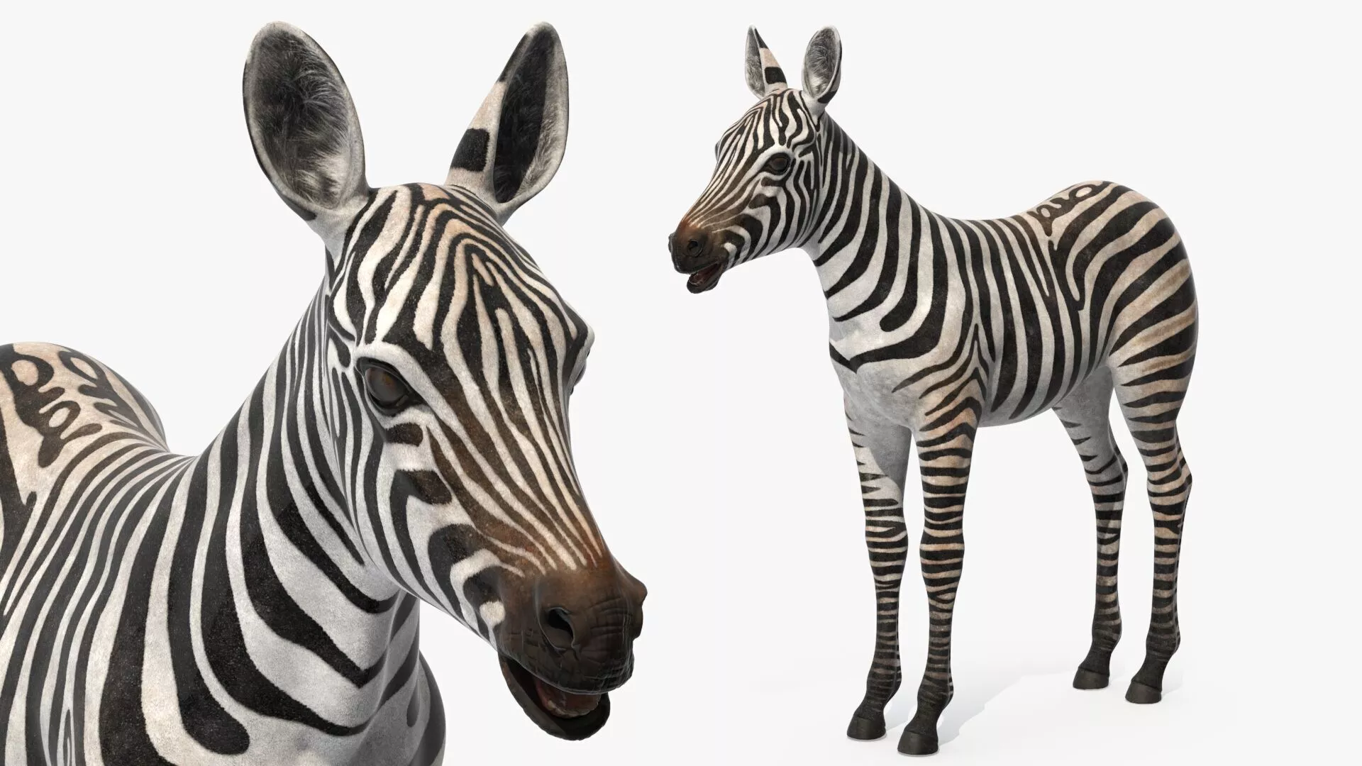 Young Zebra Rigged for Cinema 4D 3D model