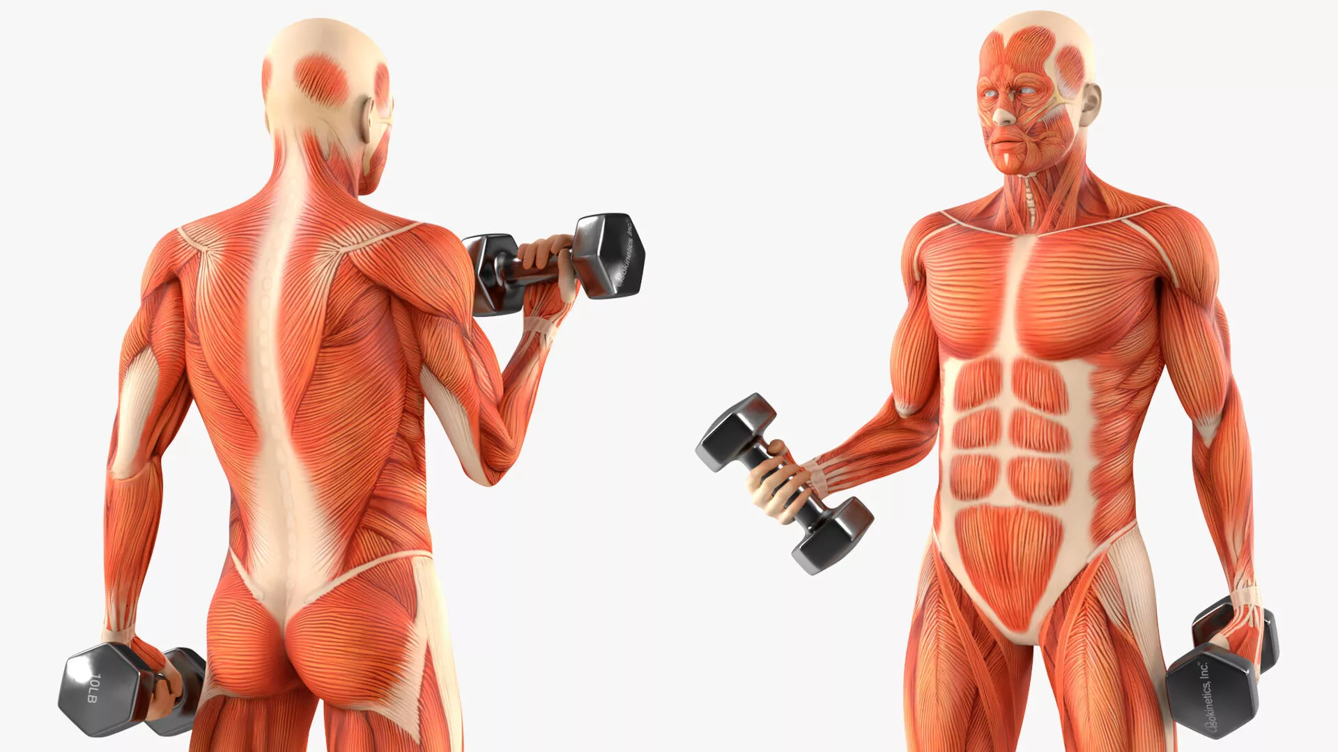 Anatomy Male Muscular System Biceps Curls Animated for Maya 3D model