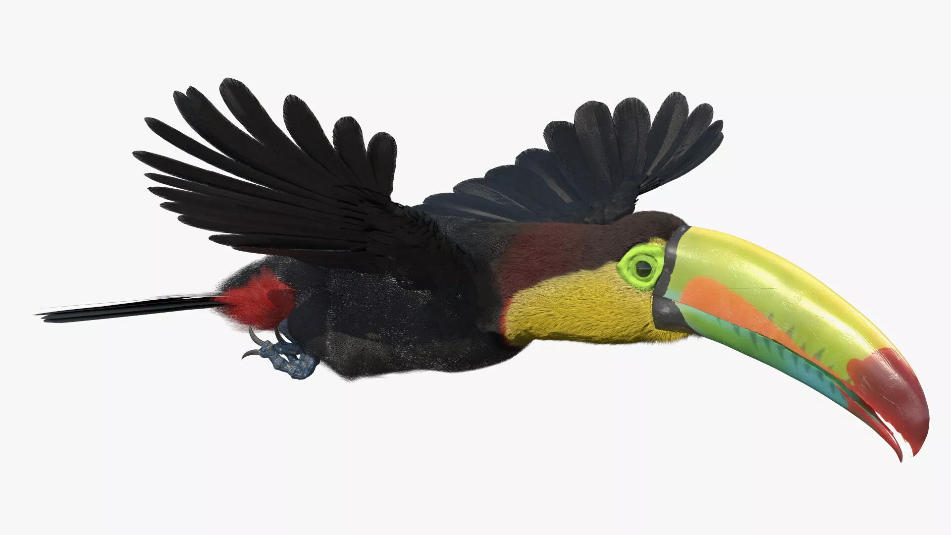 Flying Keel Billed Toucan Fur for Maya 3D model
