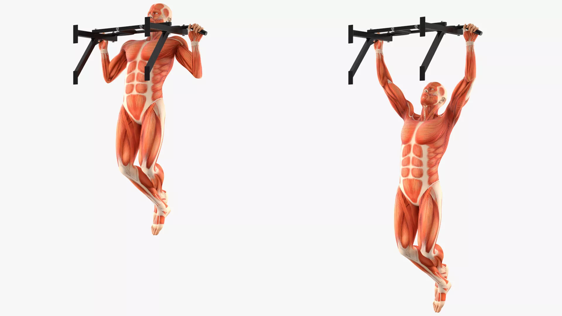 Anatomy Male Muscular System Pull-up Animated Rigged for Maya 3D model
