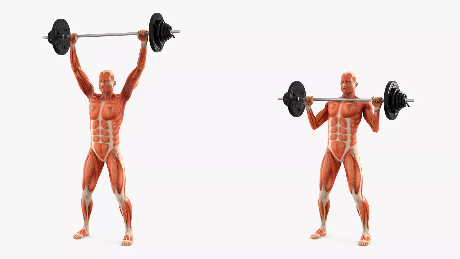 Anatomy Male Muscular System Shoulder Press Animated Cinema 4D 3D model