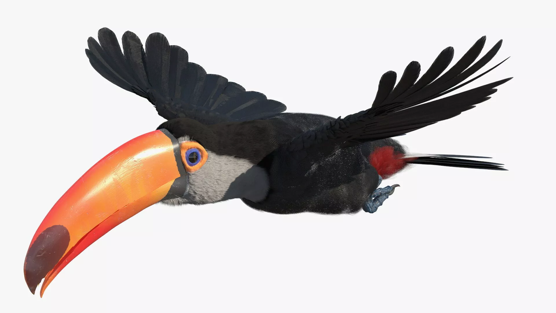 Tropical Toucan in Flight Fur for Maya 3D model
