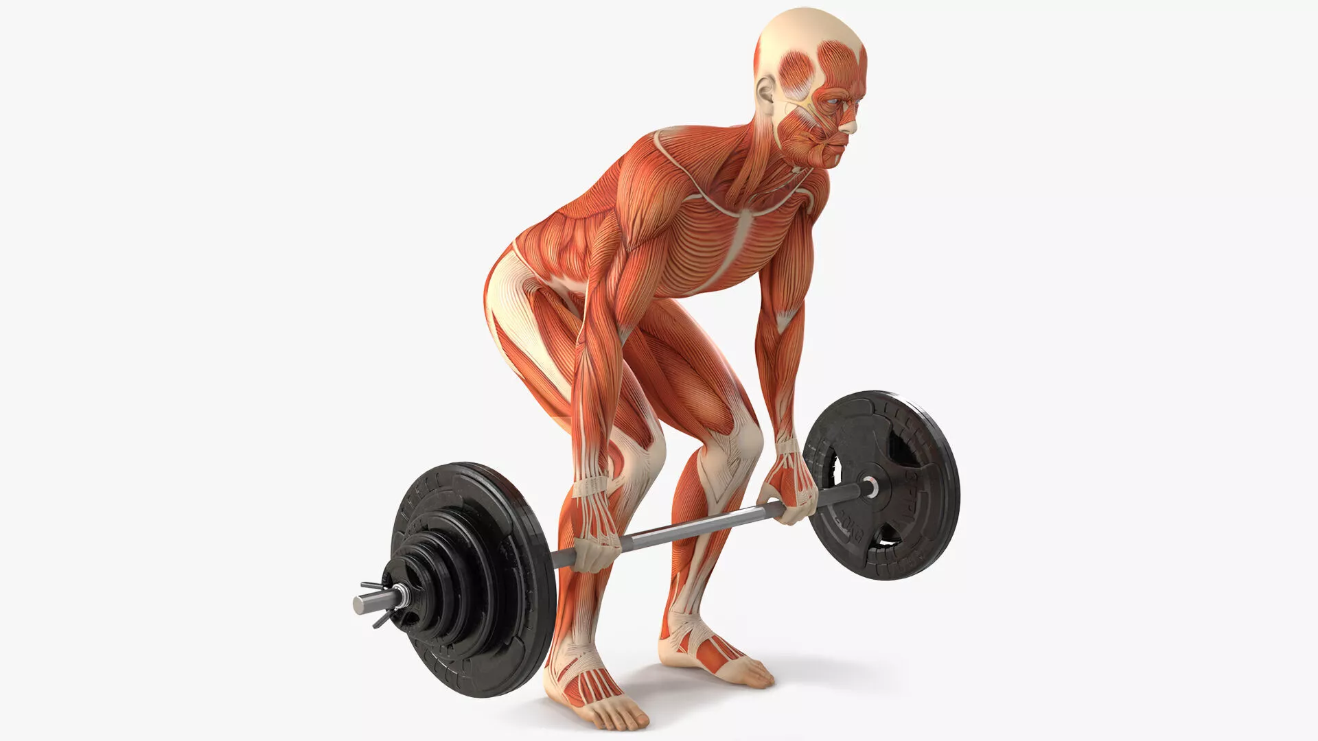 Anatomy Male Muscular System Deadlift Animated Rigged for Maya 3D model