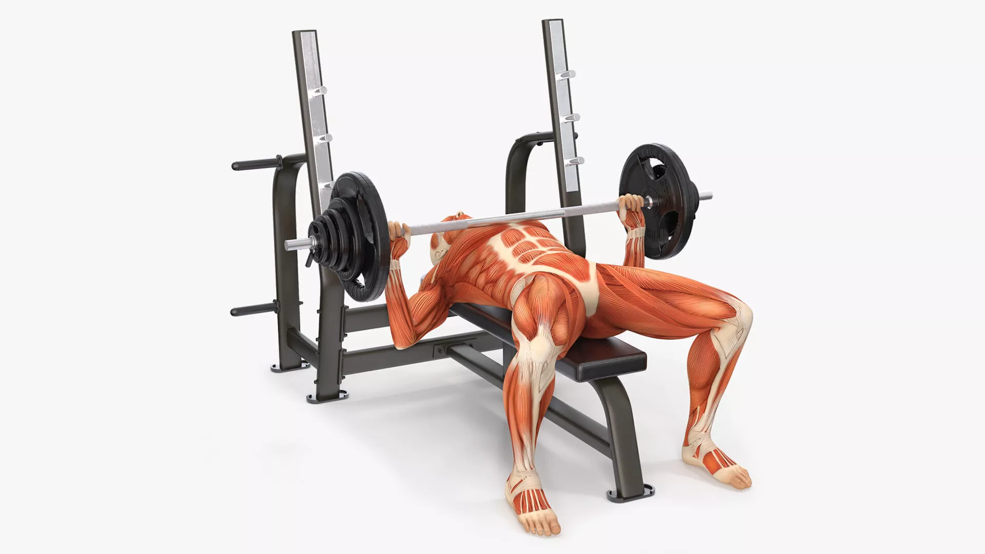 Anatomy Male Muscular System Bench Press Animated for Maya 3D model