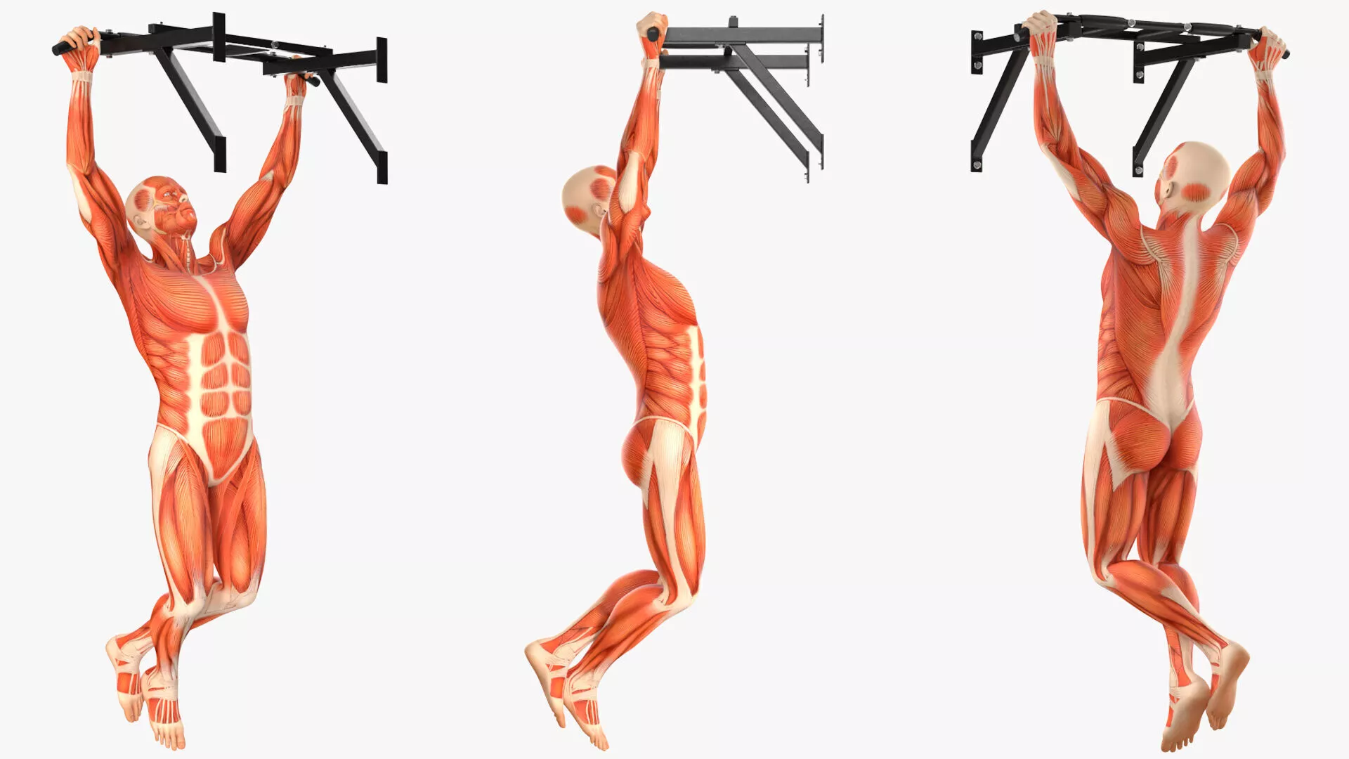 Anatomy Male Muscular System Pull-up Animated for Cinema 4D 3D model