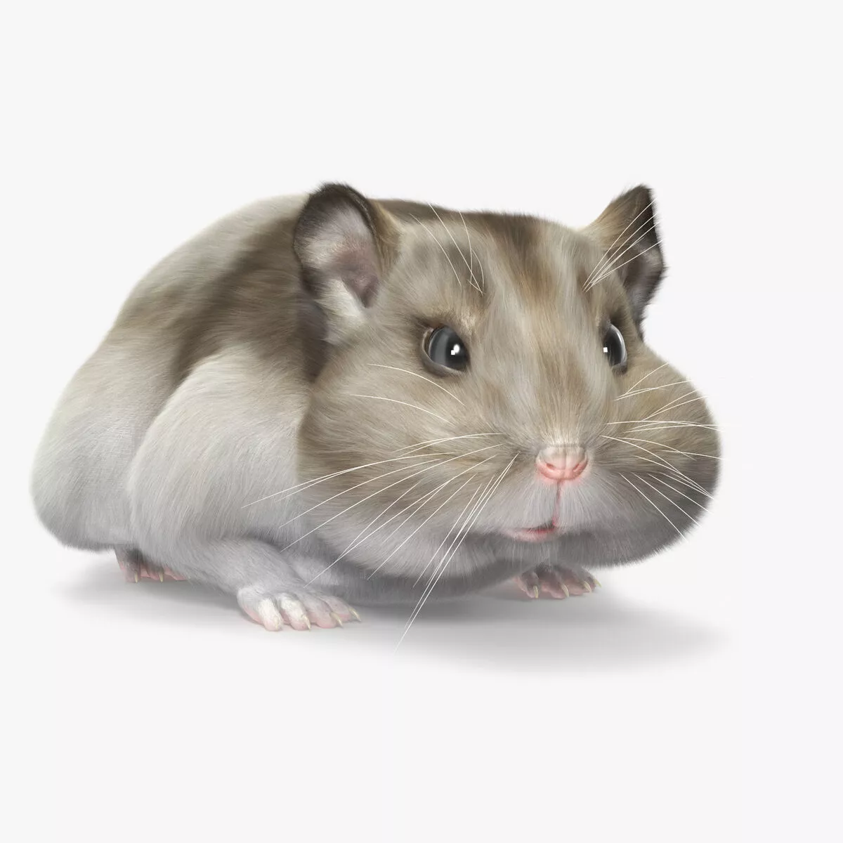 Campbell Dwarf Hamster Brownish Gray Fur Rigged for Cinema 4D 3D model