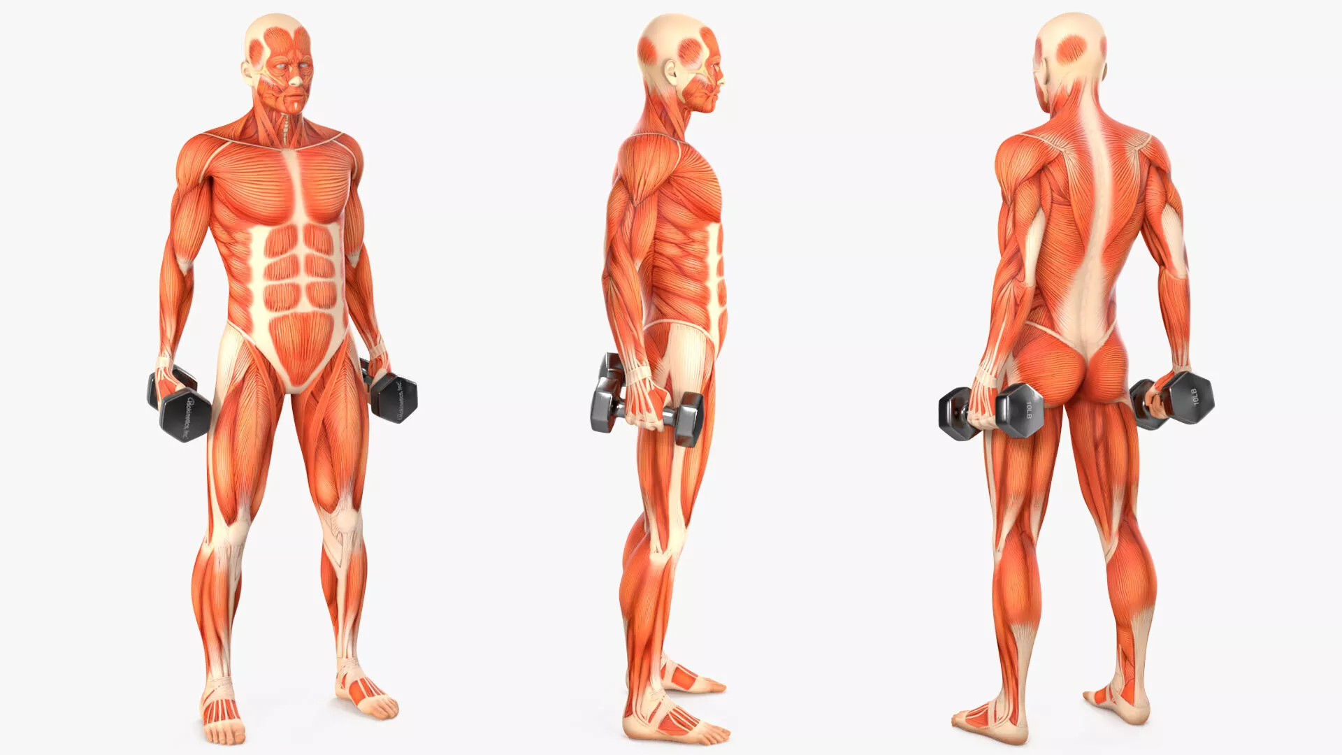 Anatomy Male Muscular System Biceps Curls Animated for Cinema 4D 3D model