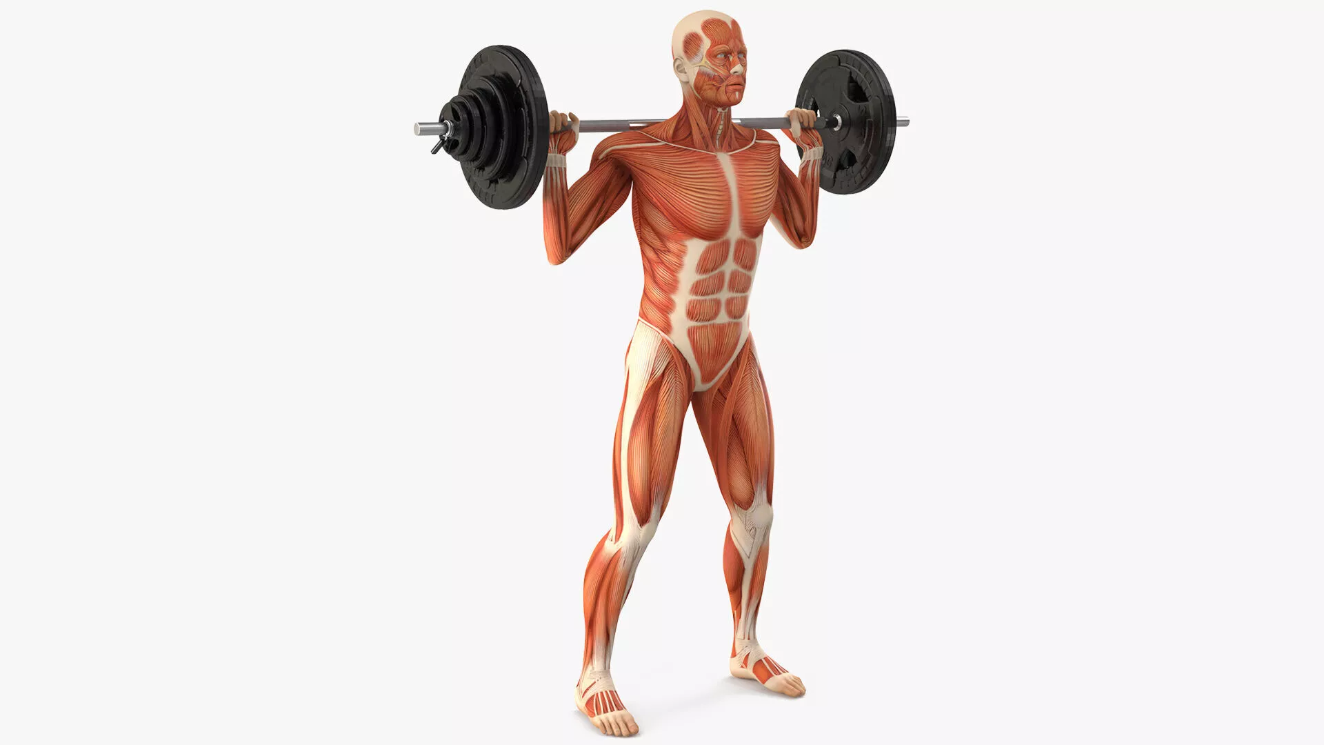 Anatomy Male Muscular System Squats Animated Rigged for Maya 3D model