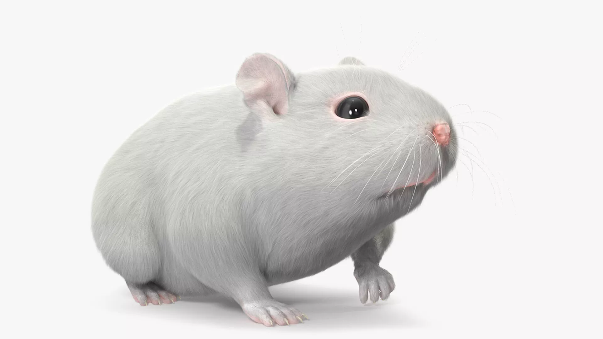 Dwarf Hamster White Fur Rigged for Cinema 4D 3D model