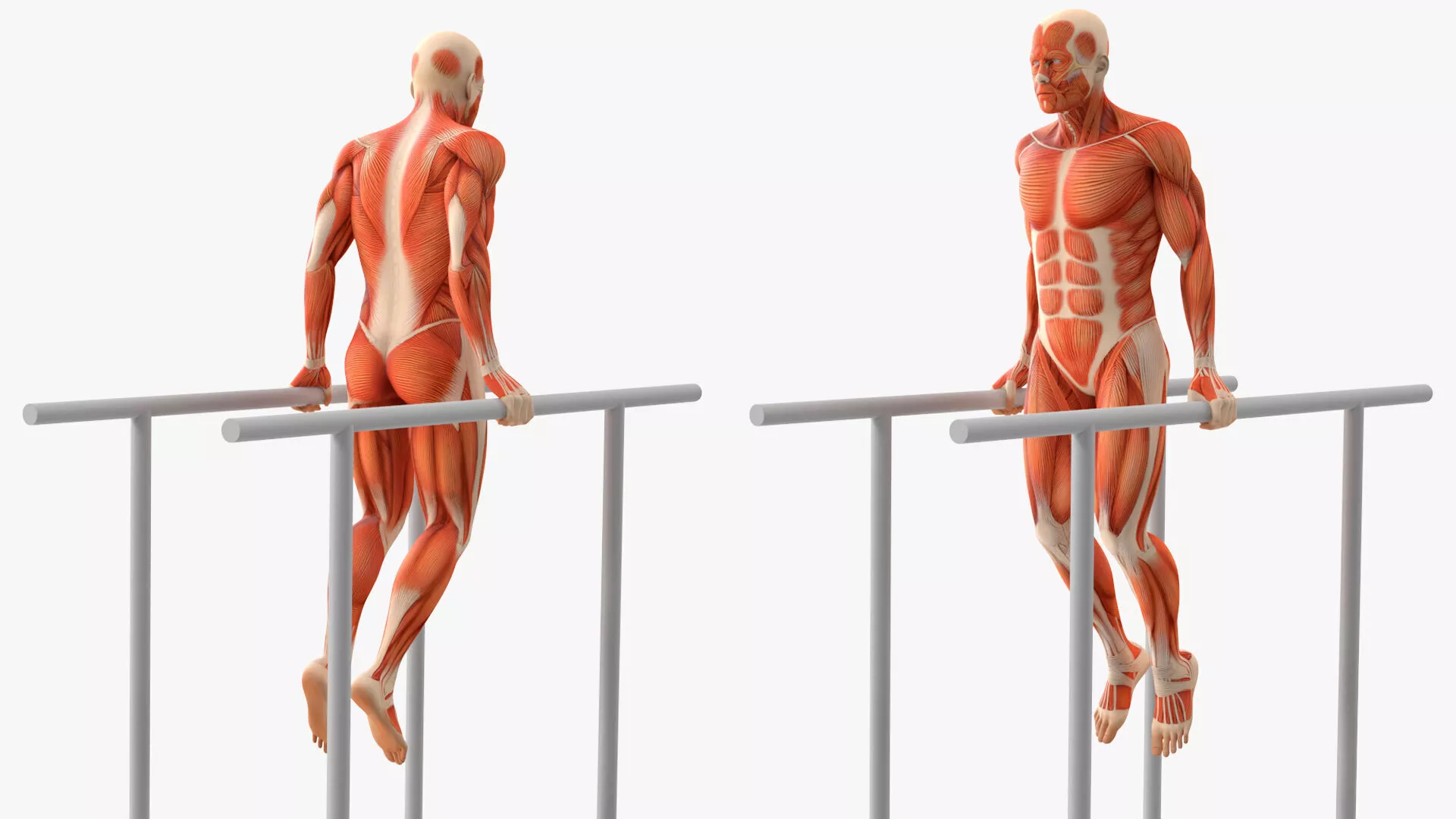 Anatomy Male Muscular System Chest Dip Animated Rigged for Maya 3D model