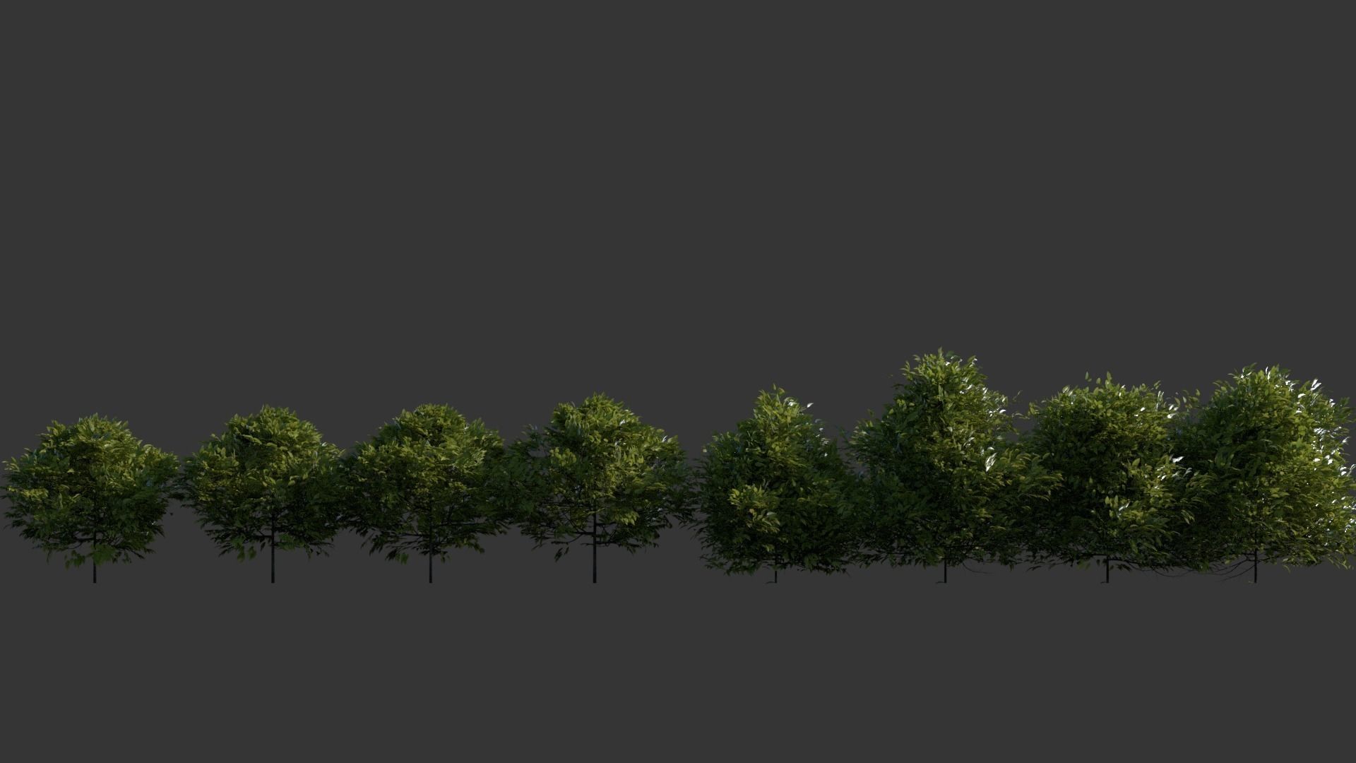 Shrubs plant 3D model_0