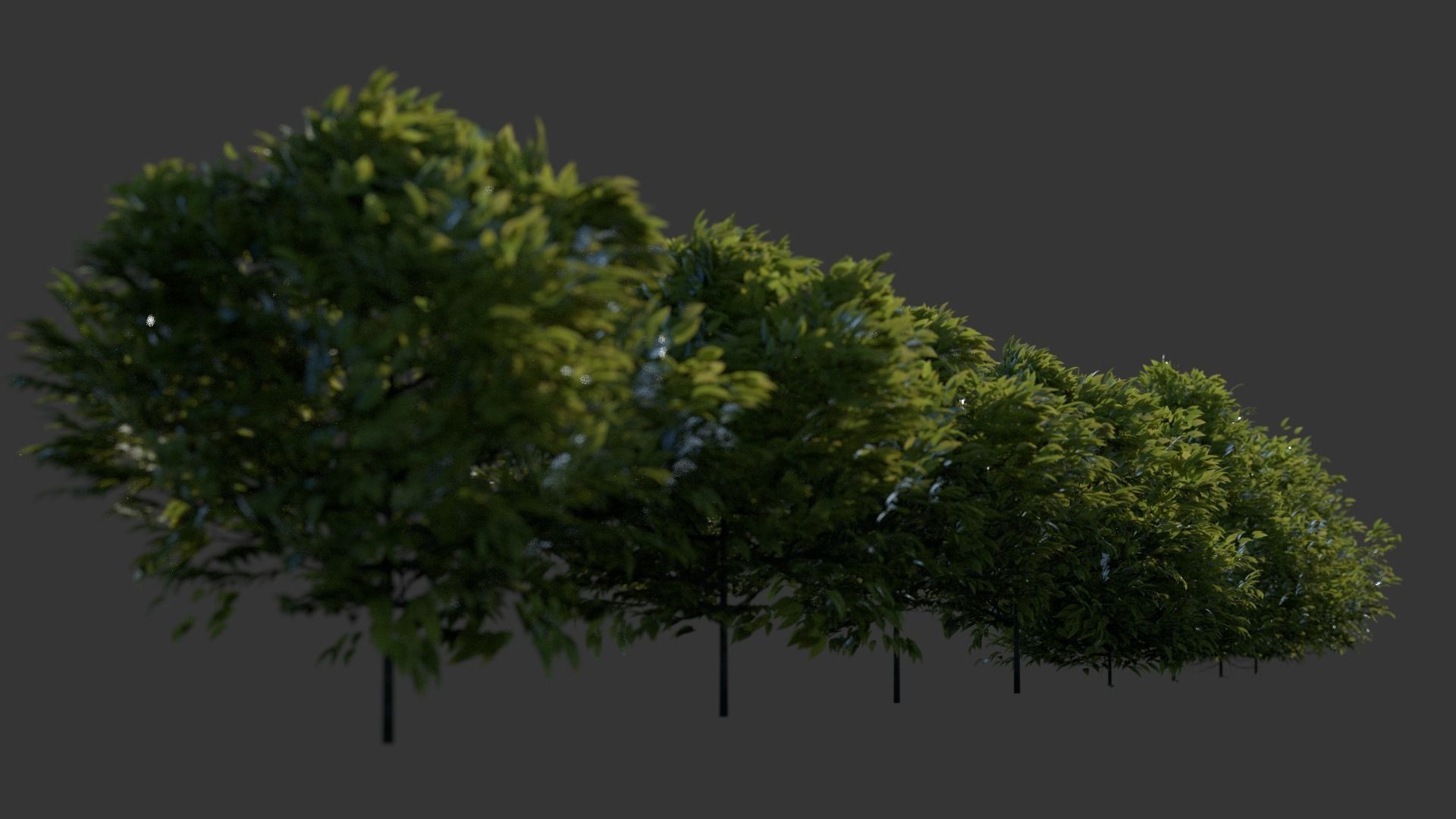 Shrubs plant 3D model_2