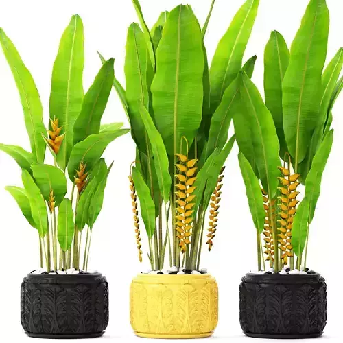 Heliconia three plants in pots