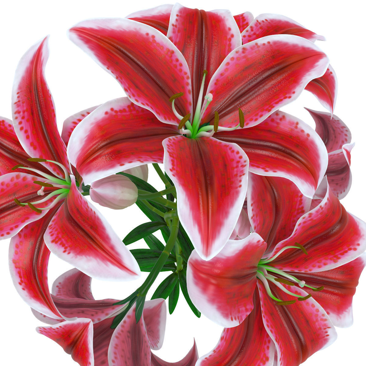 Lily pink tiger  3D model_4