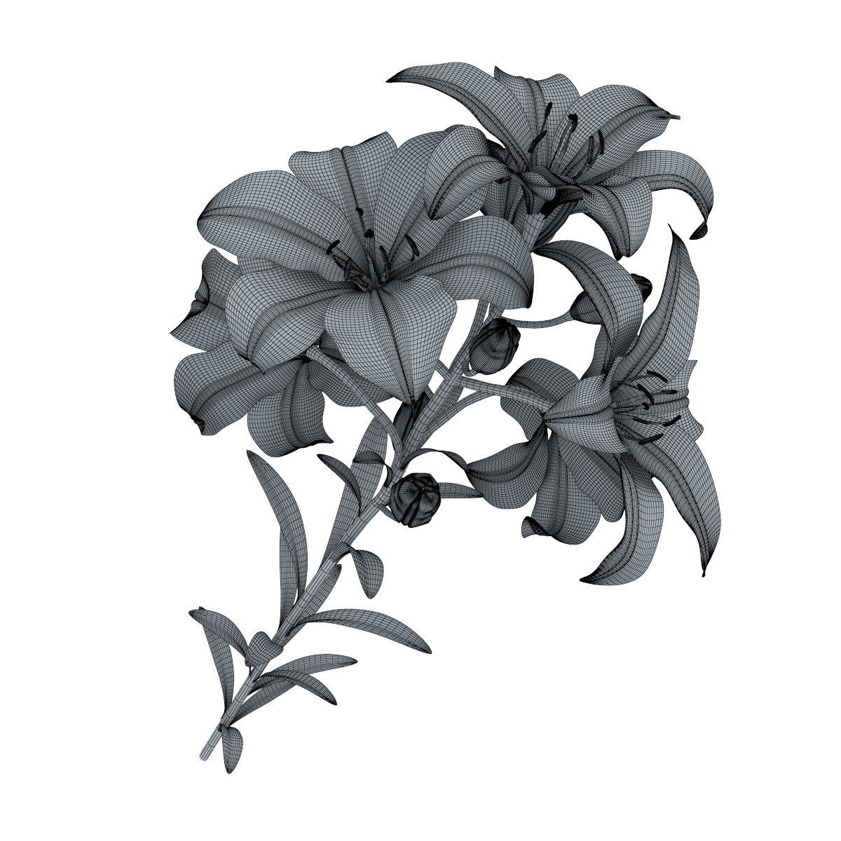 Lily pink tiger  3D model_27