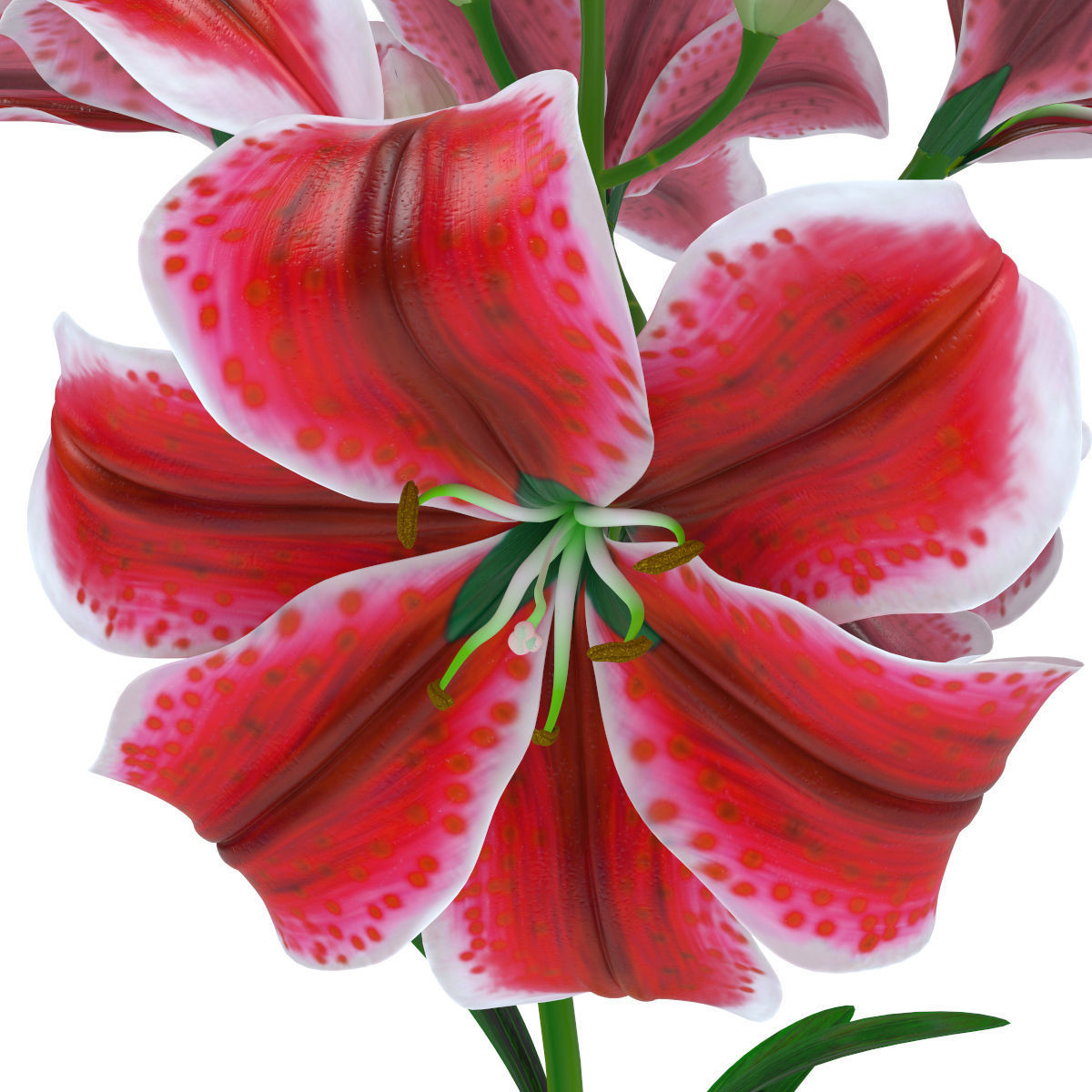 Lily pink tiger  3D model_3