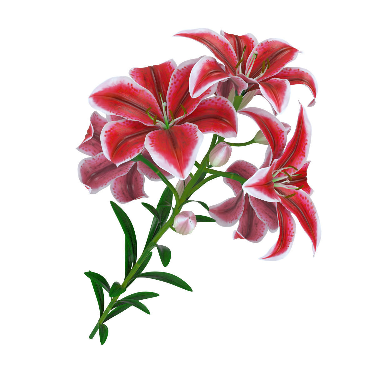 Lily pink tiger  3D model_6
