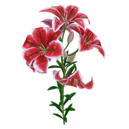 Lily pink tiger  3D model