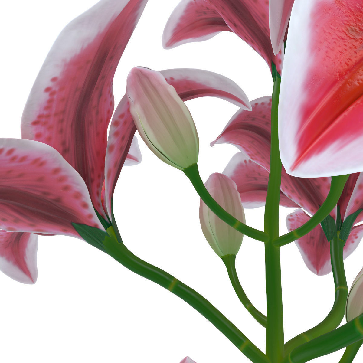 Lily pink tiger  3D model_7