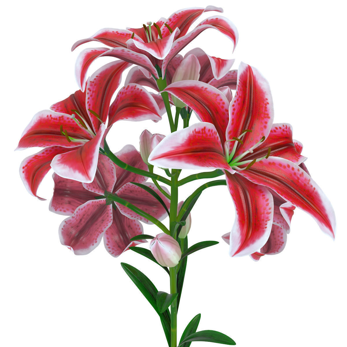 Lily pink tiger  3D model_1