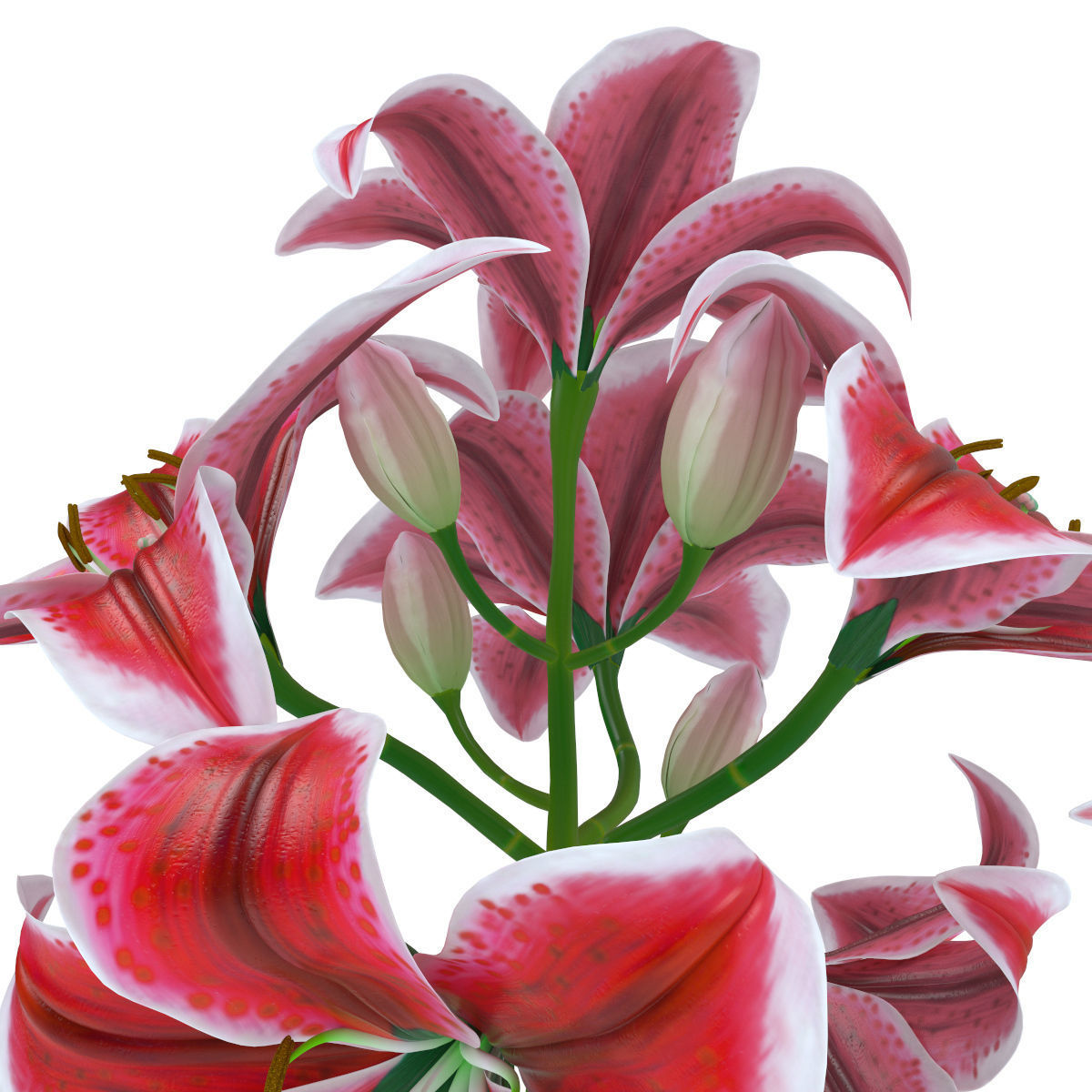 Lily pink tiger  3D model_8
