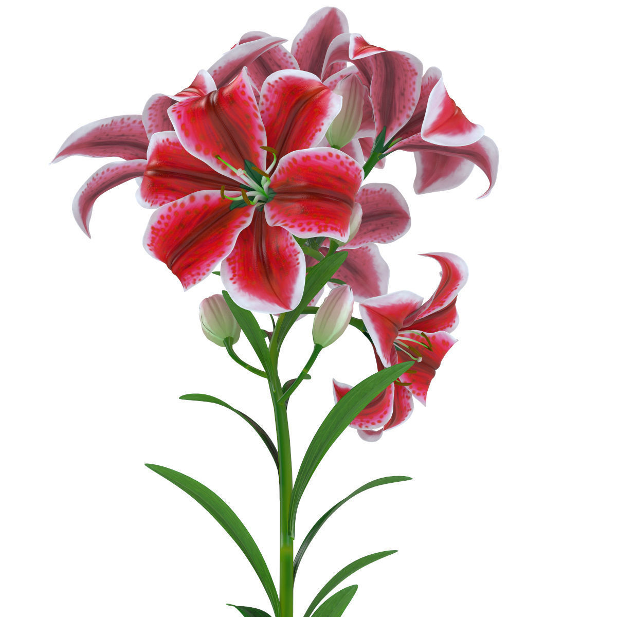 Lily pink tiger  3D model_2