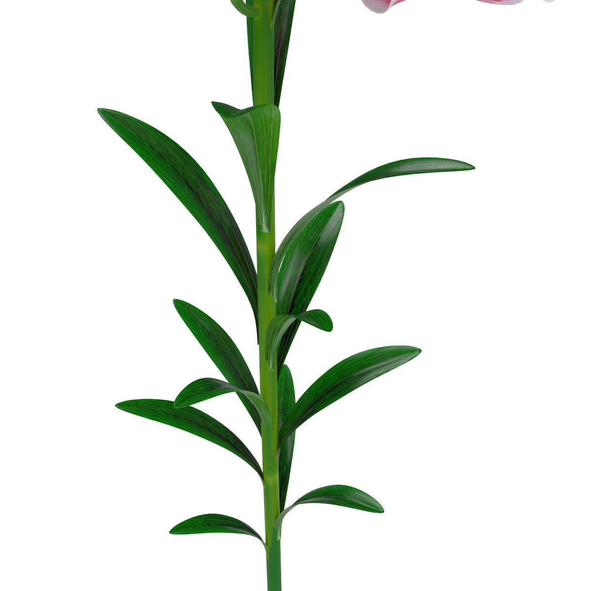 Lily pink tiger  3D model_14