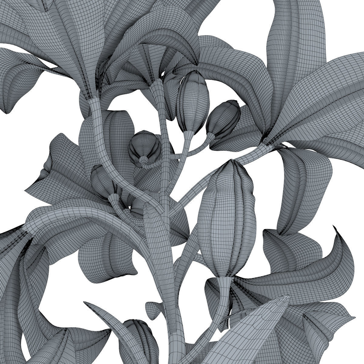 Lily pink tiger  3D model_21