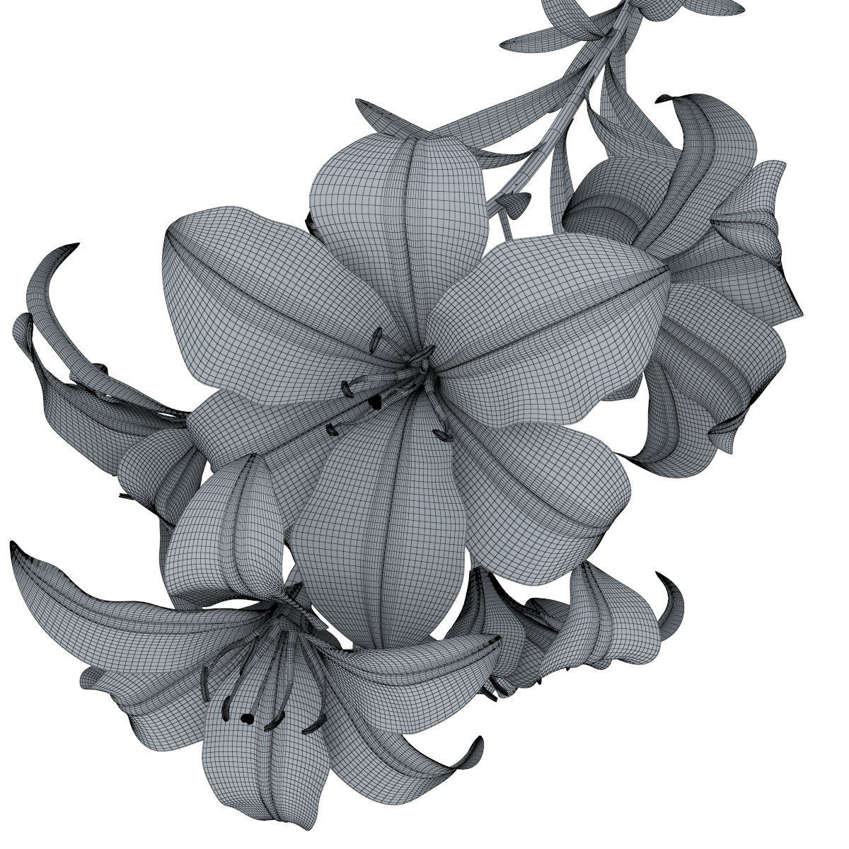 Lily pink tiger  3D model_25