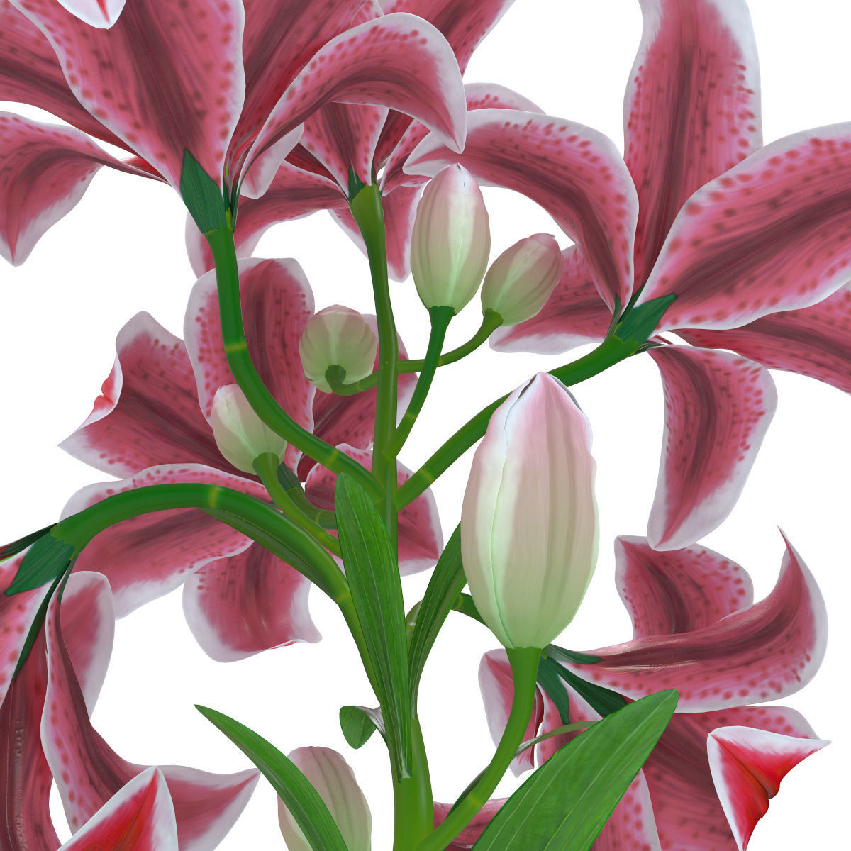Lily pink tiger  3D model_9