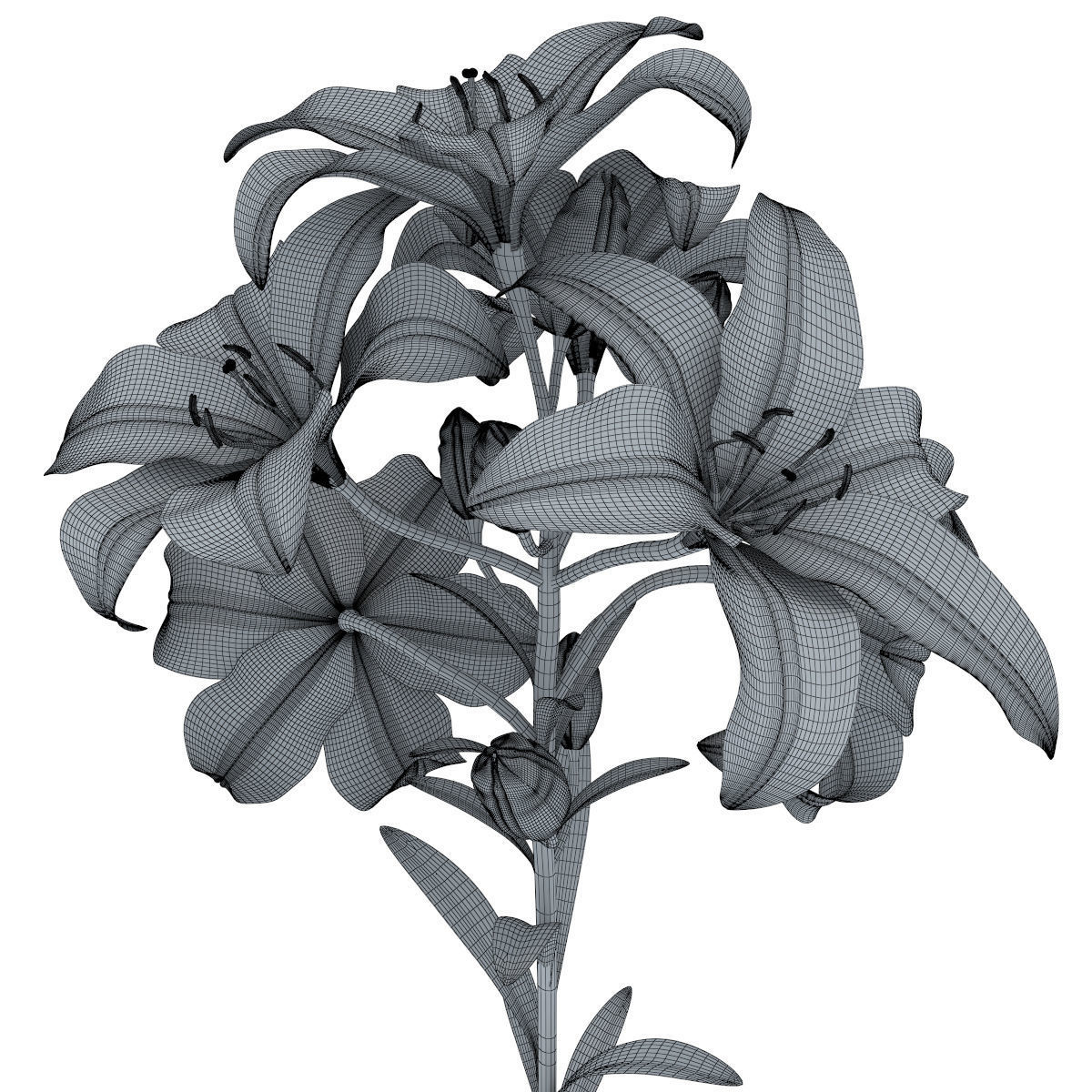 Lily pink tiger  3D model_33