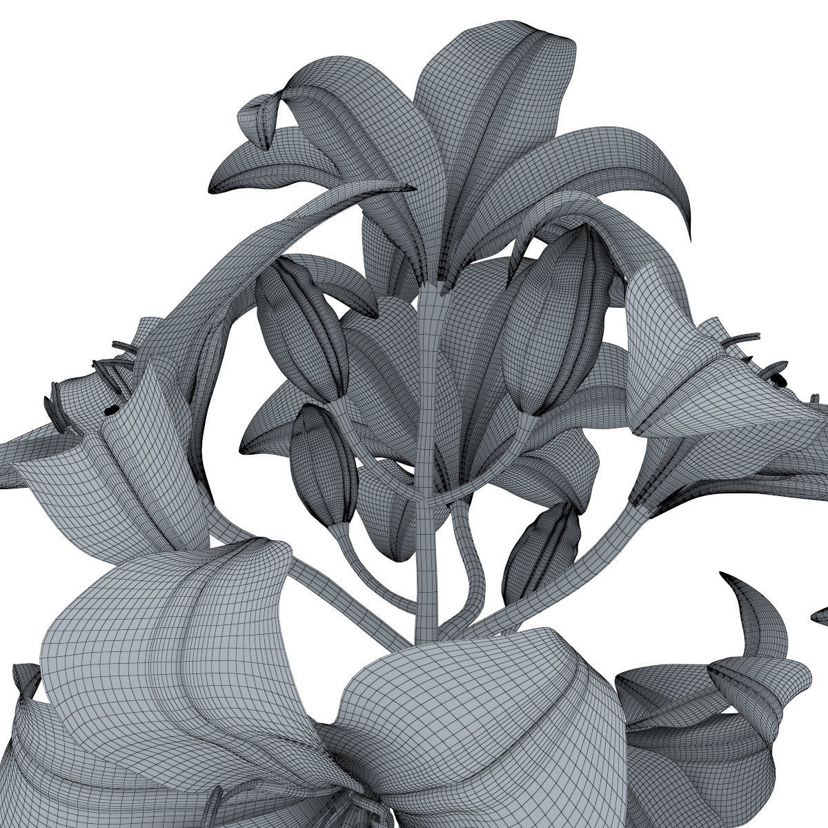 Lily pink tiger  3D model_19