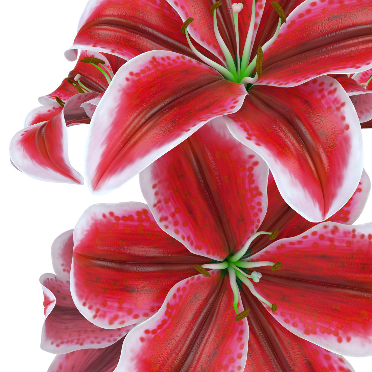 Lily pink tiger  3D model_12