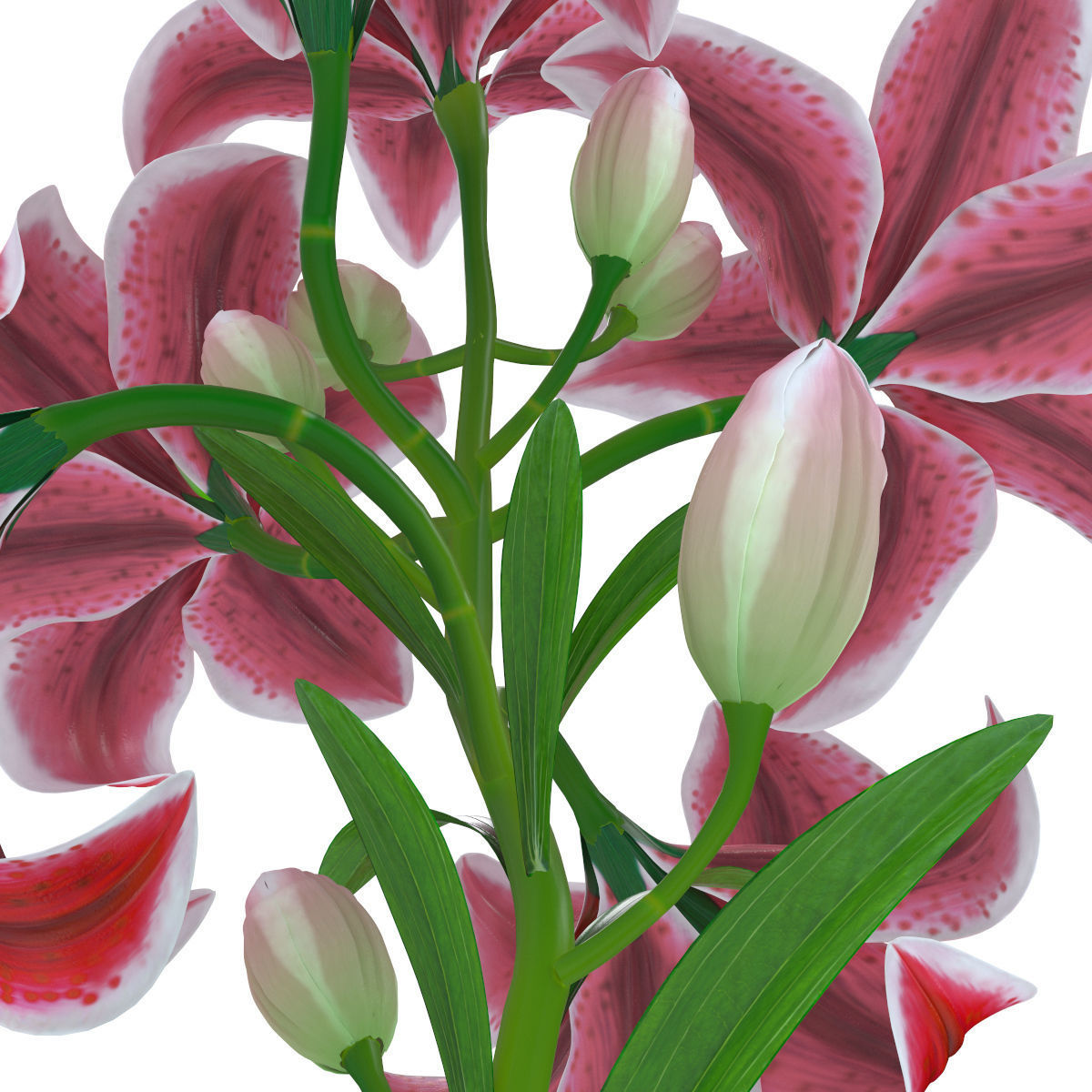 Lily pink tiger  3D model_11