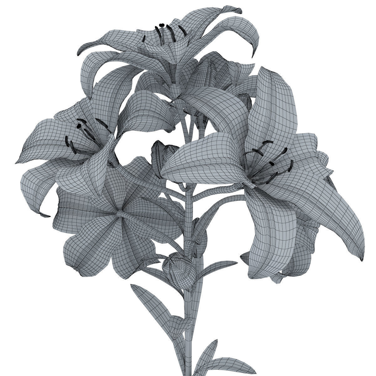 Lily pink tiger  3D model_16