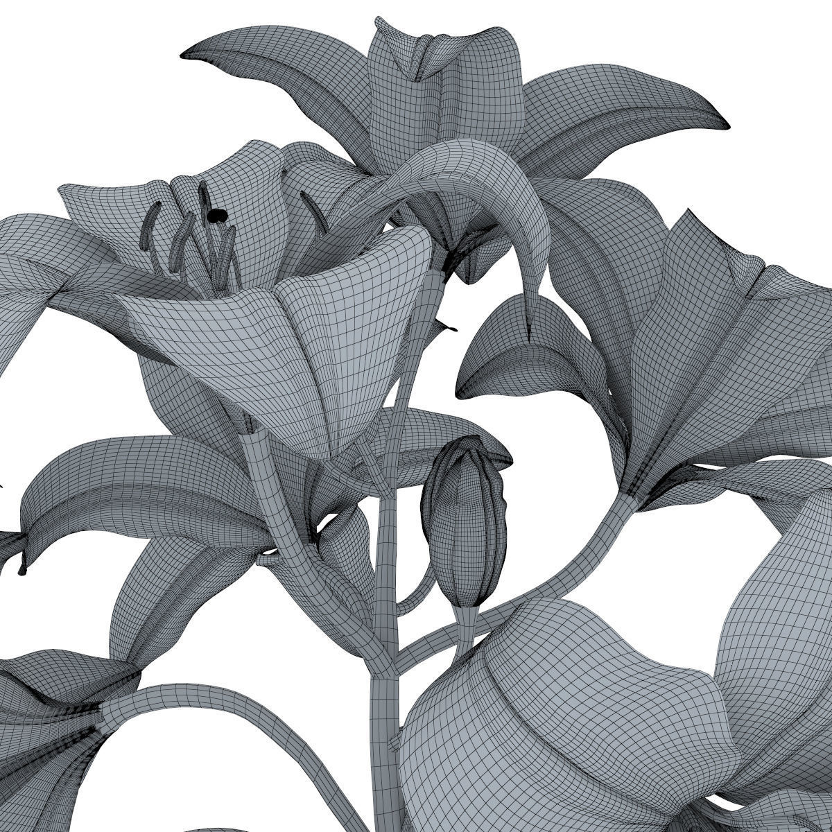 Lily pink tiger  3D model_23